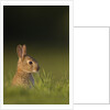 Baby Rabbit in grass by Anonymous
