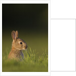 Baby Rabbit in grass by Anonymous