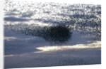 Mass of Starlings flying at twilight by Anonymous
