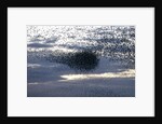 Mass of Starlings flying at twilight by Anonymous