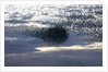 Mass of Starlings flying at twilight by Anonymous