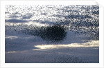 Mass of Starlings flying at twilight by Anonymous