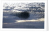 Mass of Starlings flying at twilight by Anonymous