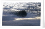 Mass of Starlings flying at twilight by Anonymous