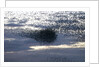 Mass of Starlings flying at twilight by Anonymous
