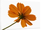 Close-up of an orange flower by Anonymous