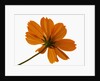Close-up of an orange flower by Anonymous