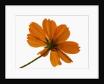Close-up of an orange flower by Anonymous