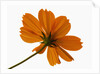 Close-up of an orange flower by Anonymous