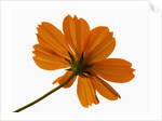 Close-up of an orange flower by Anonymous