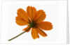Close-up of an orange flower by Anonymous
