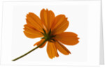 Close-up of an orange flower by Anonymous