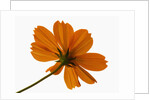 Close-up of an orange flower by Anonymous
