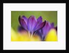 Crocus by Anonymous