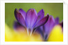 Crocus by Anonymous