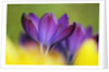 Crocus by Anonymous