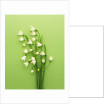 Snowflake by Anonymous