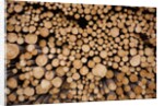 Log Pile at Sawmill, Gulliver, Michigan by Anonymous