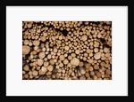 Log Pile at Sawmill, Gulliver, Michigan by Anonymous