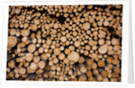 Log Pile at Sawmill, Gulliver, Michigan by Anonymous