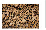 Log Pile at Sawmill, Gulliver, Michigan by Anonymous