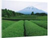 Mt. Fuji from tea plantation, Fujinomiya city, Shizuoka prefecture, Japan by Anonymous