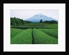 Mt. Fuji from tea plantation, Fujinomiya city, Shizuoka prefecture, Japan by Anonymous