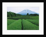 Mt. Fuji from tea plantation, Fujinomiya city, Shizuoka prefecture, Japan by Anonymous