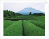 Mt. Fuji from tea plantation, Fujinomiya city, Shizuoka prefecture, Japan by Anonymous