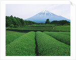 Mt. Fuji from tea plantation, Fujinomiya city, Shizuoka prefecture, Japan by Anonymous