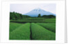 Mt. Fuji from tea plantation, Fujinomiya city, Shizuoka prefecture, Japan by Anonymous