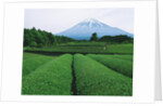 Mt. Fuji from tea plantation, Fujinomiya city, Shizuoka prefecture, Japan by Anonymous