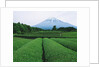Mt. Fuji from tea plantation, Fujinomiya city, Shizuoka prefecture, Japan by Anonymous