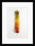 Autumn Foliage by Anonymous