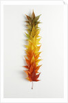 Autumn Foliage by Anonymous