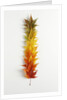 Autumn Foliage by Anonymous