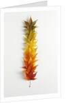 Autumn Foliage by Anonymous