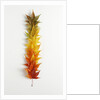 Autumn Foliage by Anonymous