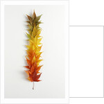 Autumn Foliage by Anonymous