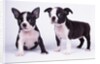 French Bulldog, white background by Anonymous