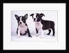 French Bulldog, white background by Anonymous