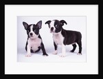French Bulldog, white background by Anonymous