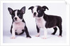 French Bulldog, white background by Anonymous