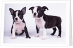 French Bulldog, white background by Anonymous