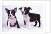 French Bulldog, white background by Anonymous