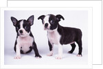 French Bulldog, white background by Anonymous