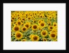 Field of sunflowers, full frame, Zama city, Kanagawa prefecture, Japan by Anonymous