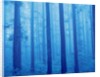 Grove of Japanese cedars, toned image, Gunma prefecture, Japan by Anonymous