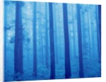 Grove of Japanese cedars, toned image, Gunma prefecture, Japan by Anonymous