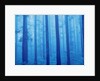 Grove of Japanese cedars, toned image, Gunma prefecture, Japan by Anonymous
